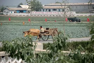 北朝鮮の貧困は働かな
